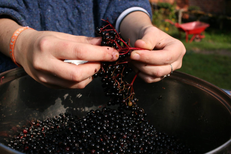 hands taking elderberries off their stem